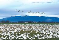 Snow geese fly and forage in a field