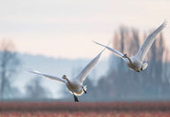 Two trumpeter swans taking flight.