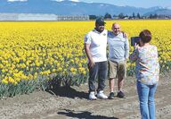 Tourists take photos in front of a blooming field of yellow daffodils