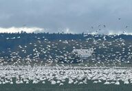 Snow geese above and in a field