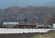 Snow geese fill a field next to a farm.