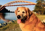 dog on the waterfront near Rainbow Bridge