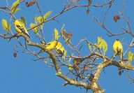 Goldfinches perch in a tree