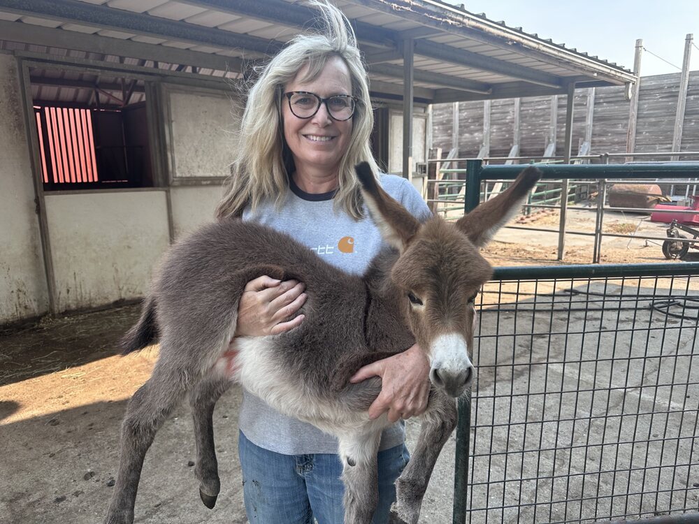 Balthazar the tiny burro. I craft miniature plush animals as a hobby, and  don´t sell them. : r/Donkeys